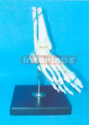 BIG ADULT HUMAN FOOT BONE WITH A PORTION OF THE TIBIA, FIBULA, VEIN FOR DEEP LAYER OF SOLE